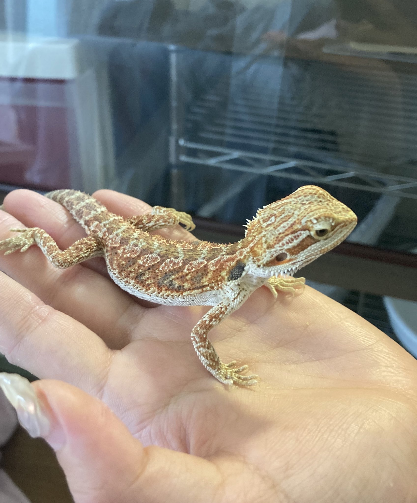 爬虫類の手作り木製ゲージです！我が家ではフトアゴヒゲトカゲちゃんのハウスに！ フトアゴヒゲトカゲに人気の規格、オプションのご紹介 / POPCORN LELE