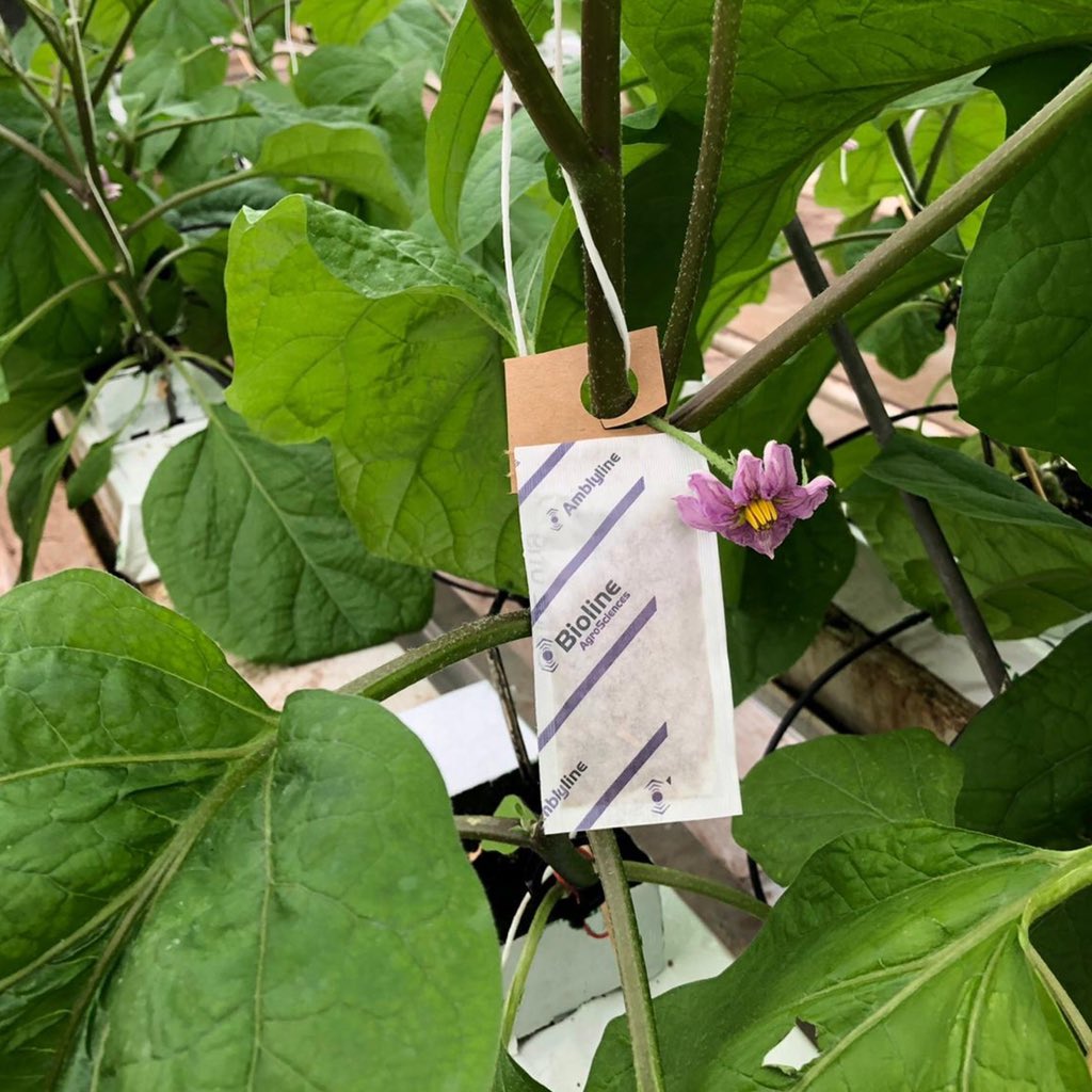 BiolineAgScNA's tweet photo. 🔑Prevention is the key to a clean crop! #Amblyline #cucumeris sachet with the hook is one #bioncontrol solution to prevent #thrips from establishing on your crop by feeding on the first larval stage. 🤳🏻Let our technical specialist help you find the best #biocontrol program. https://t.co/we1o7nmrbM