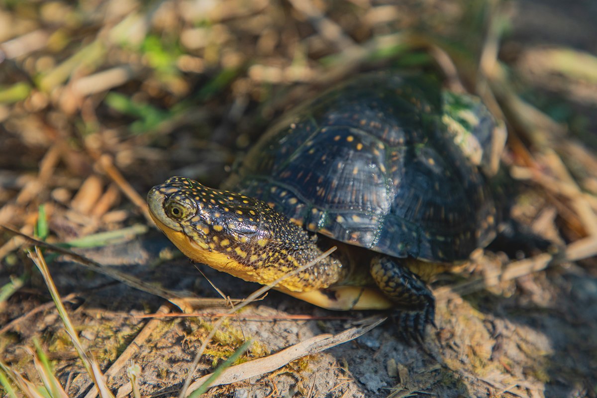 RougePark's tweet image. Found an injured turtle? Contact @OntarioTurtleCC at 705-741-5000 and/or leave a message for the #RougeNUP experts at 437-998-6473 to get assistance #TurtleTips
More info on how to help turtles: ow.ly/3ZoR50Ah028