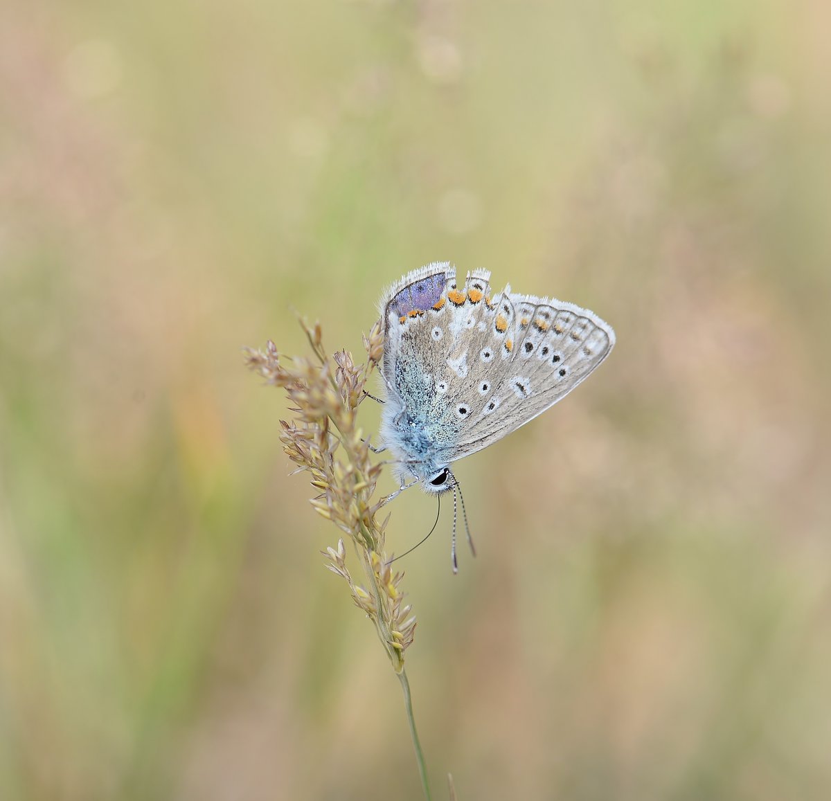 Common Blue, a little tatty but still gorgeous!