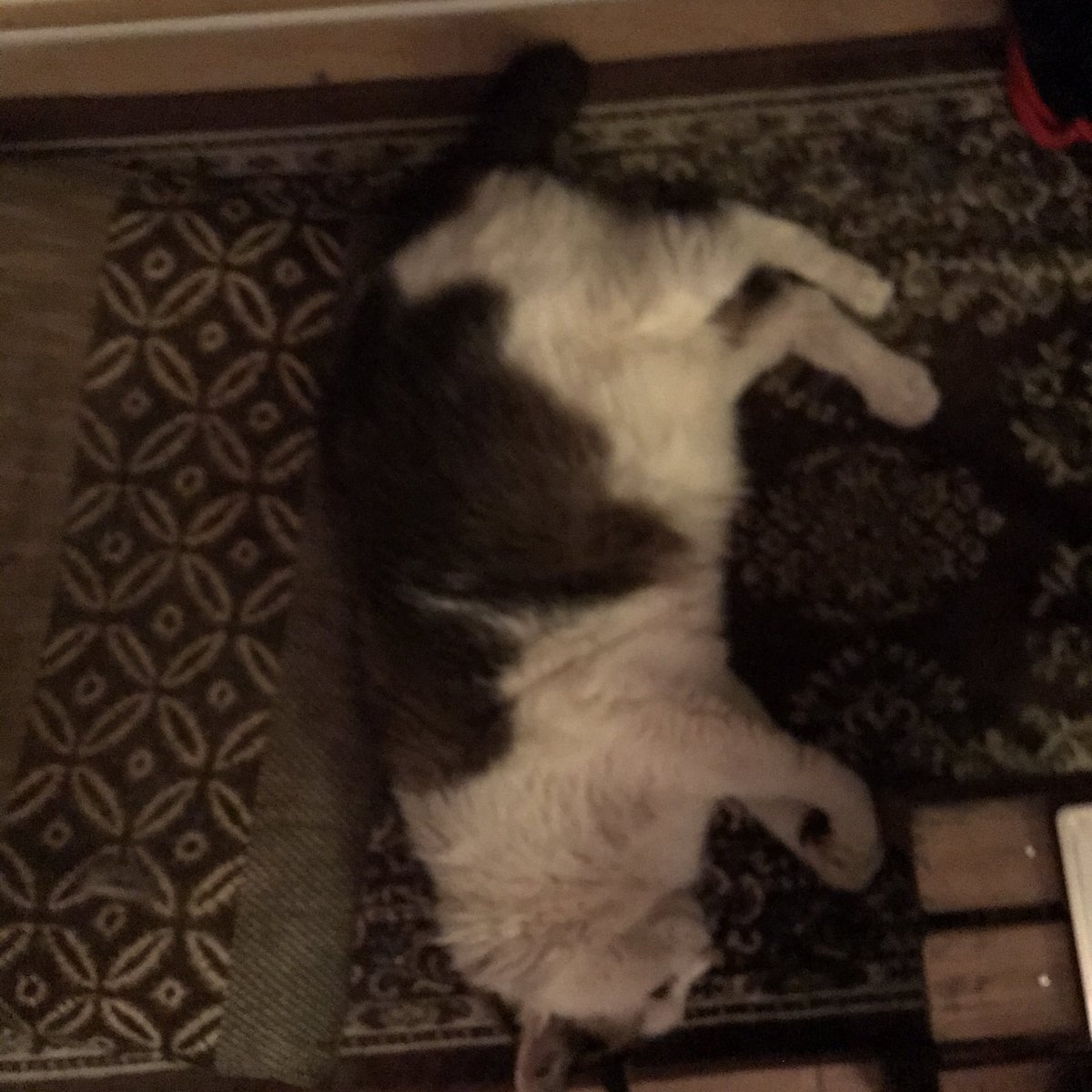 また出ました😊
ひっぴ君垂直ねんね^ ^
安心してねんねしてるトコみるのが俺も嬉しい😊

今日は沢山遊んでもらったから良かったんだね！👍