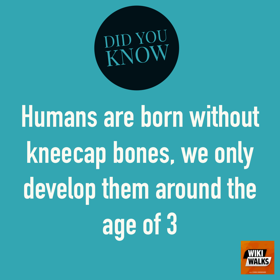 Wiki Walks Podcast tweet media