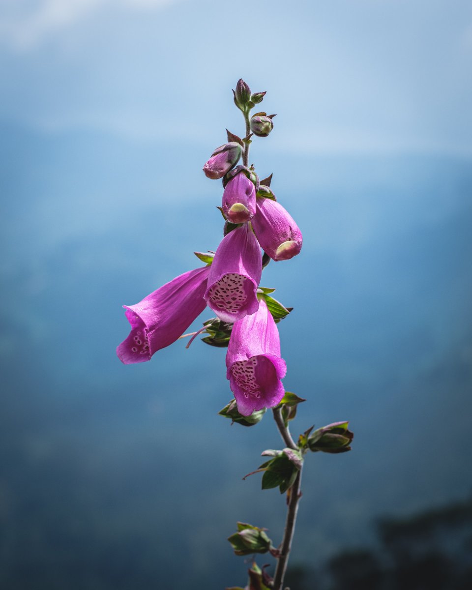 WorldTourismCom's tweet photo. Foxglove is a beautiful plant, but it is toxic to humans and animals! We'll admire this beauty from afar. #foxglove #toxic #bogota #colombia #southamerica #latinamerica #nature https://t.co/Bpu0ye3liv