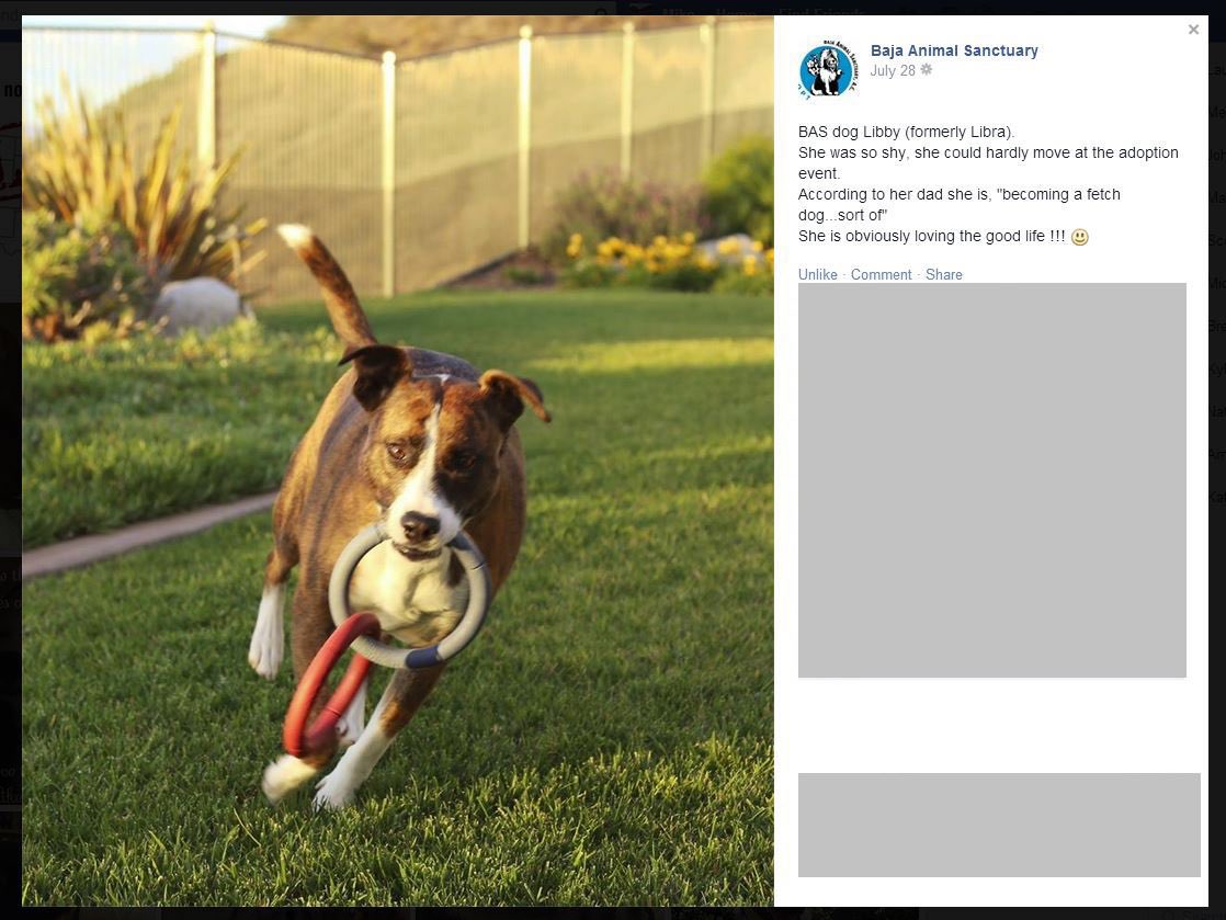 tv_libby's tweet photo. @mont71982611 This in 2014, a few years after adoption. https://t.co/qbRjTylKtj