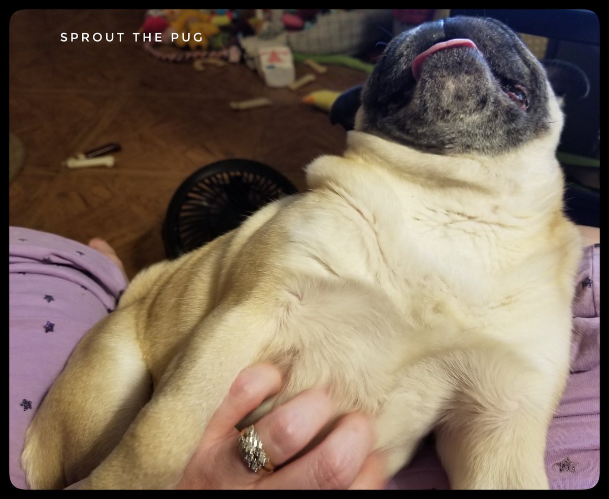 SproutThePug's tweet photo. Sprout here!
So, I'm told I look kinda like a muppet singing when getting my tummy scratched. Very funny, Mama! π€£
#MuppetPug #OkICanSeeIt #muppet #singing #pug #pugs #dog #puglife #doglife #dogsofinstagram #pugsofinstagram #pugsandhugs #dogsoftwitter #fridayfeeling https://t.co/sMhrvgWASq