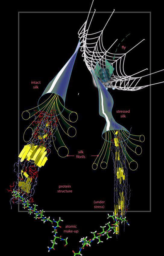 AlphaAtharvaa7's tweet photo. The spider web responds to stress, spanning from the web scale to the scale, the web deforms in distinct ways at multiple scales fails only where silk threads are under the most stress.The result is sacrificial failure when stress becomes extreme, preserving the web as a whole. https://t.co/CQFXnLBOrD