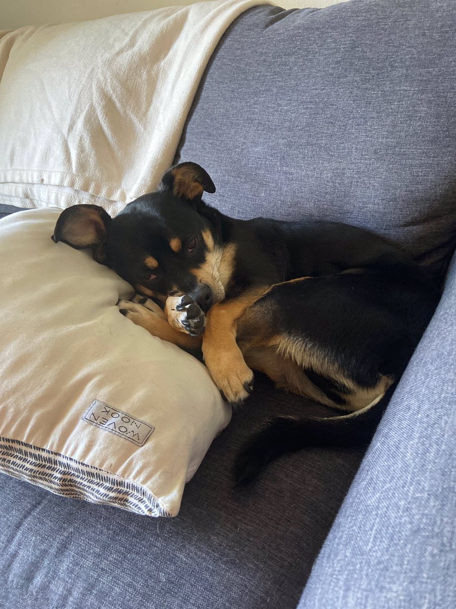 nurms4's tweet photo. Pretzel challenge: use legs as pillows. Profit. #Idontmaketherules #Brunothemuttpup https://t.co/VoLyQGEZ3p