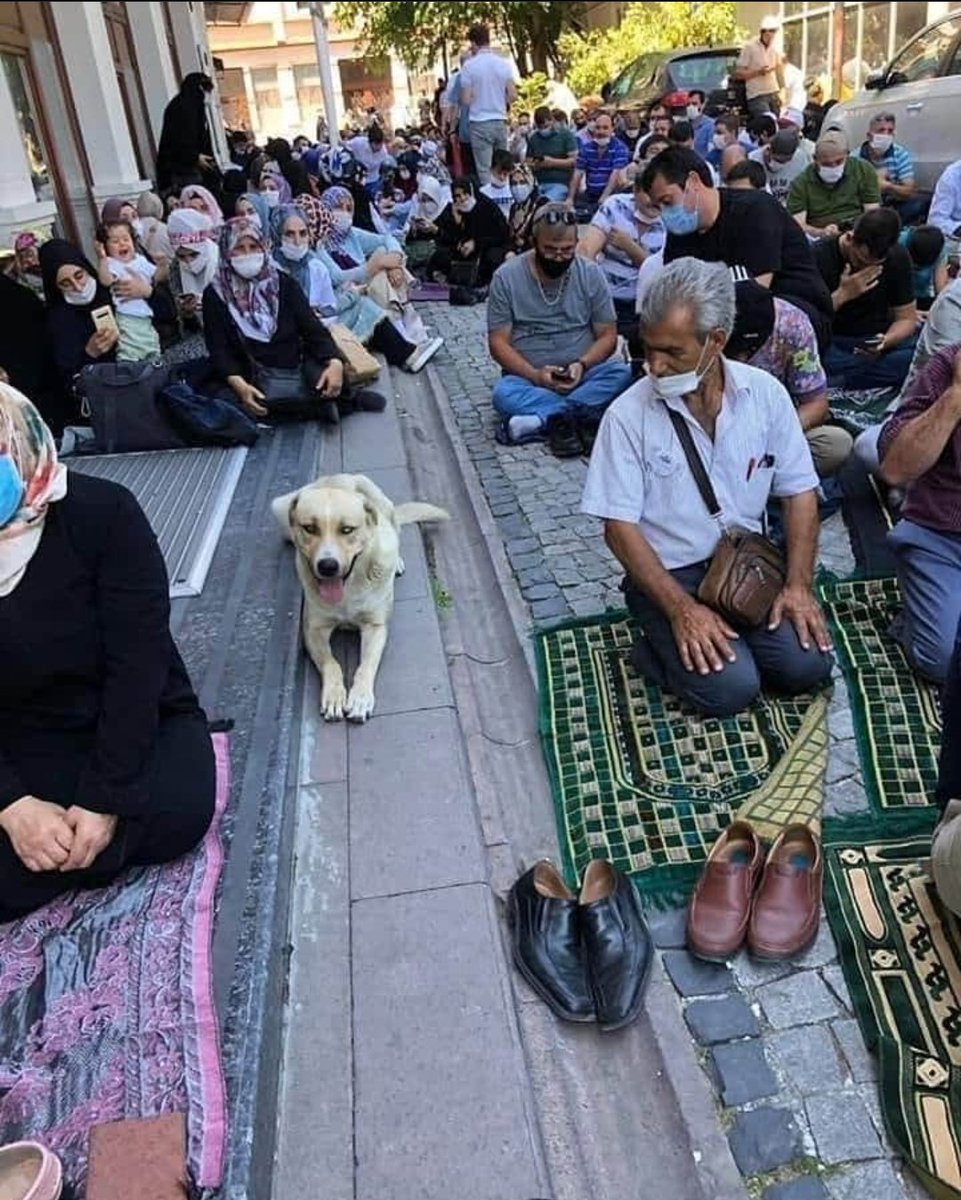 misvakcaps's tweet photo. Kıtmir bir köpekti.. Ashab-ı kehf-in köpeği.. Ama Cennet'e gitti.. Kim olduğun kadar kimlerle olduğunda önemli !! Necip Fazıl Kısakürek.
#AyasofyaCamii https://t.co/l86ff3pTA2