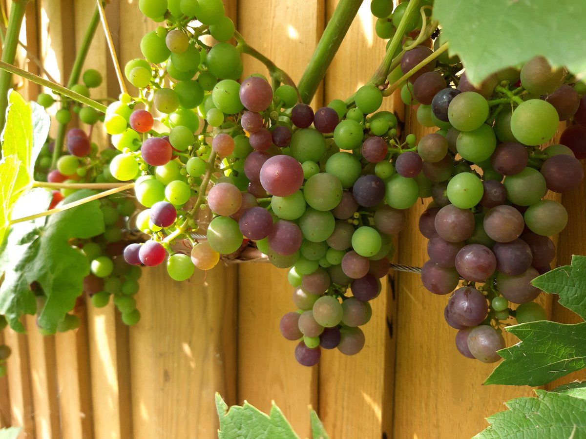 Bath Vines tweet media