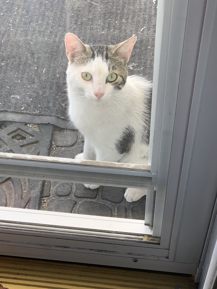 He’s waiting on the front porch, meowing to come in. His vet appointment can’t come soon enough.