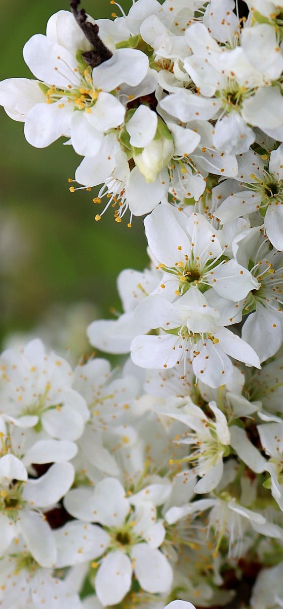 Dushdashers's tweet photo. Beauty, they say, lies in the eyes of the beholder! Wonder whether it was meant to include nature too! #nature #NaturePhotography #Flowers #white #garden https://t.co/PvN9Sv7VjB