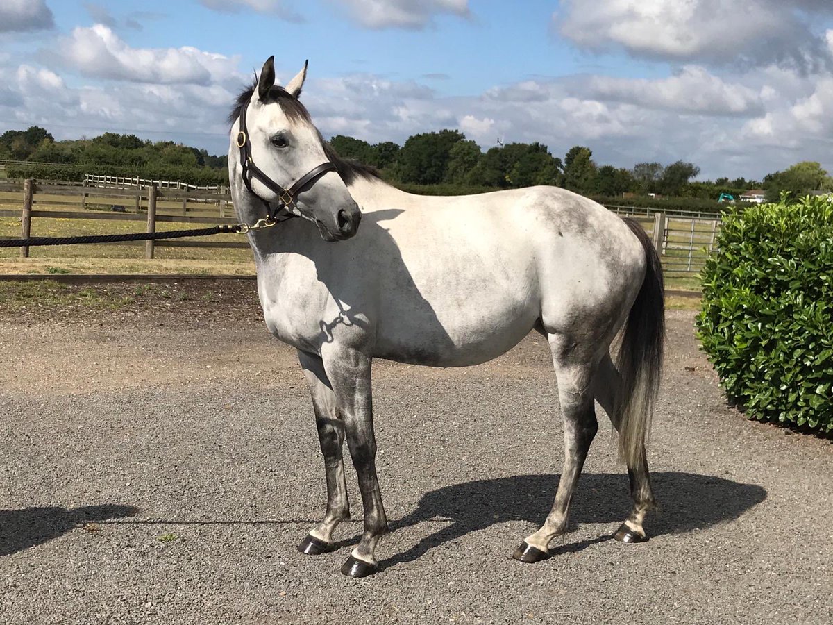 Broadwellstud's tweet photo. Early Morning Rain ( Rosie ) last day of holidays that as you can see she has loved 💕off to @plantationfarm then on to @jamiesnowden such a lovely mare @TeamHeartRacing #winner #futurebroodmare @TheTBA_GB @rpbloodstock @HarasMontaigu #Martaline https://t.co/4IMrUPOw56