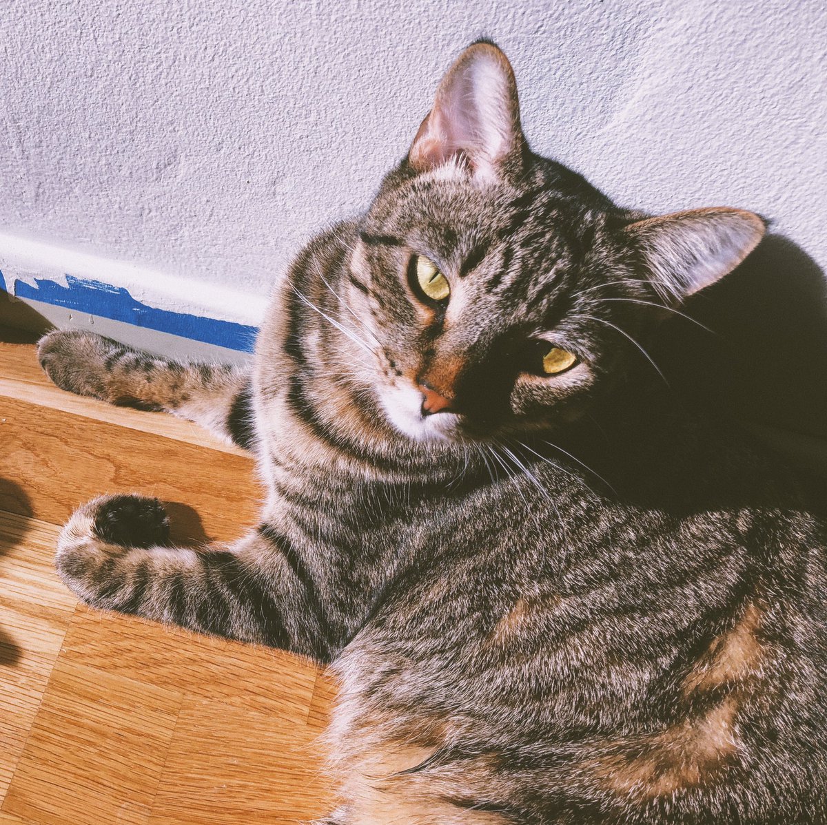 shanayafastje's tweet photo. Happy Gotcha Day, Lucy ๐ We love ya, dork! #TwoYearsHome @lucynorton4real https://t.co/hopNANTcwD