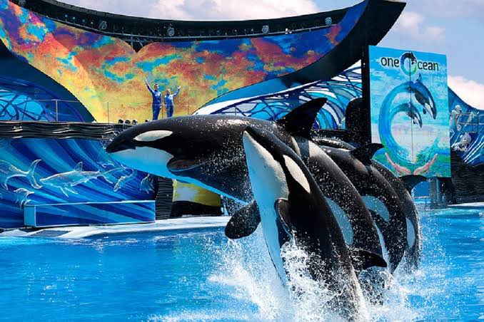 7. 1. O SeaWorld é um lugar ruim? - a thread. 