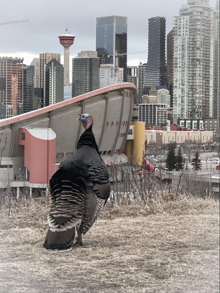 KennyVLimaC's tweet photo. Hearing that Calgary’s beacon of hope, resilience and community spirit has been taken from us by a coyote.

Circle of life and all that, but damn.

RIP Turk. #turk #yyc #yyccc https://t.co/jqdbuokgXt