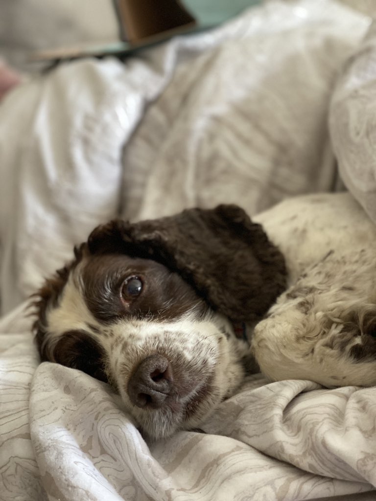 SpanielsSuper's tweet photo. @Inwittering7 I’m pretending I’m not her friend but I want to be held &amp; cuddled all the time...... so I’m letting her do that..... I’ve just had a chicken &amp; scrambled egg tea.... &amp; am dozing on her knee. #StillMilkingIt #StillSad #StillSore #StillMakingMumFeelGuilty #StillPoorMe #StillPoorMo https://t.co/KBCToLVdZK