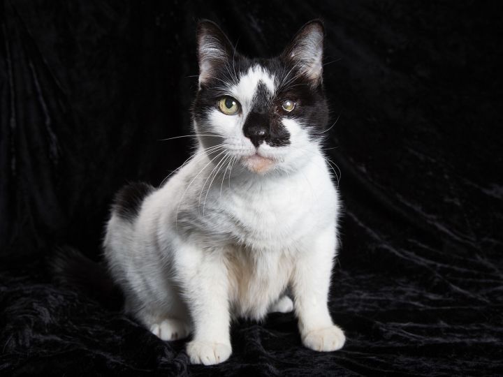 Meet Spots! We cannot say enough positive things about this sweet senior (12 yrs). She's a gentle soul who just loves to cuddle. Loud noises make her nervous, so she would probably do best in a quiet home. 

Spots is declawed on the front so she must be an indoor-only kitty.