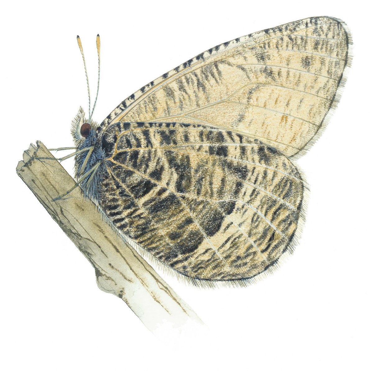 LonePineBooks's tweet photo. The White-veined Arctic Butterfly has a habit of flying uphill when startled. As a result, it can often be found gracing meadows just above the treeline of northern alpine environments during June and July. Have you ever spotted one during a hike? #lepidoptera https://t.co/J4ZUKnt5Ol
