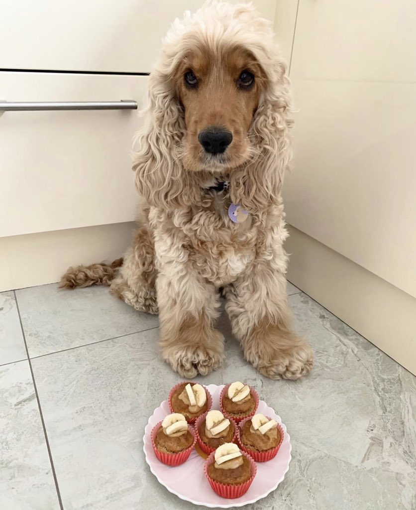 When you help make some yummy cupcakes ready for the weekend! 😍 We love the topping you have chosen 🧁 #CupcakeHeaven #FridayFeeling #FridayMotivation #PawBakes