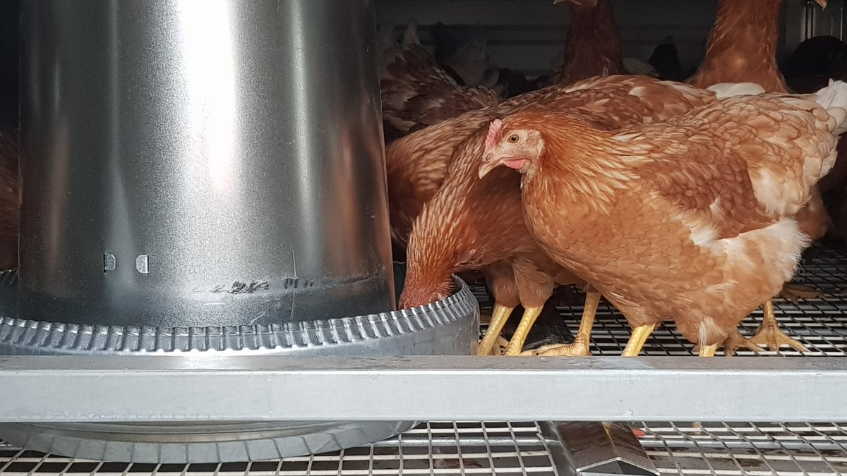 Herenboeren Wenumseveld tweet media