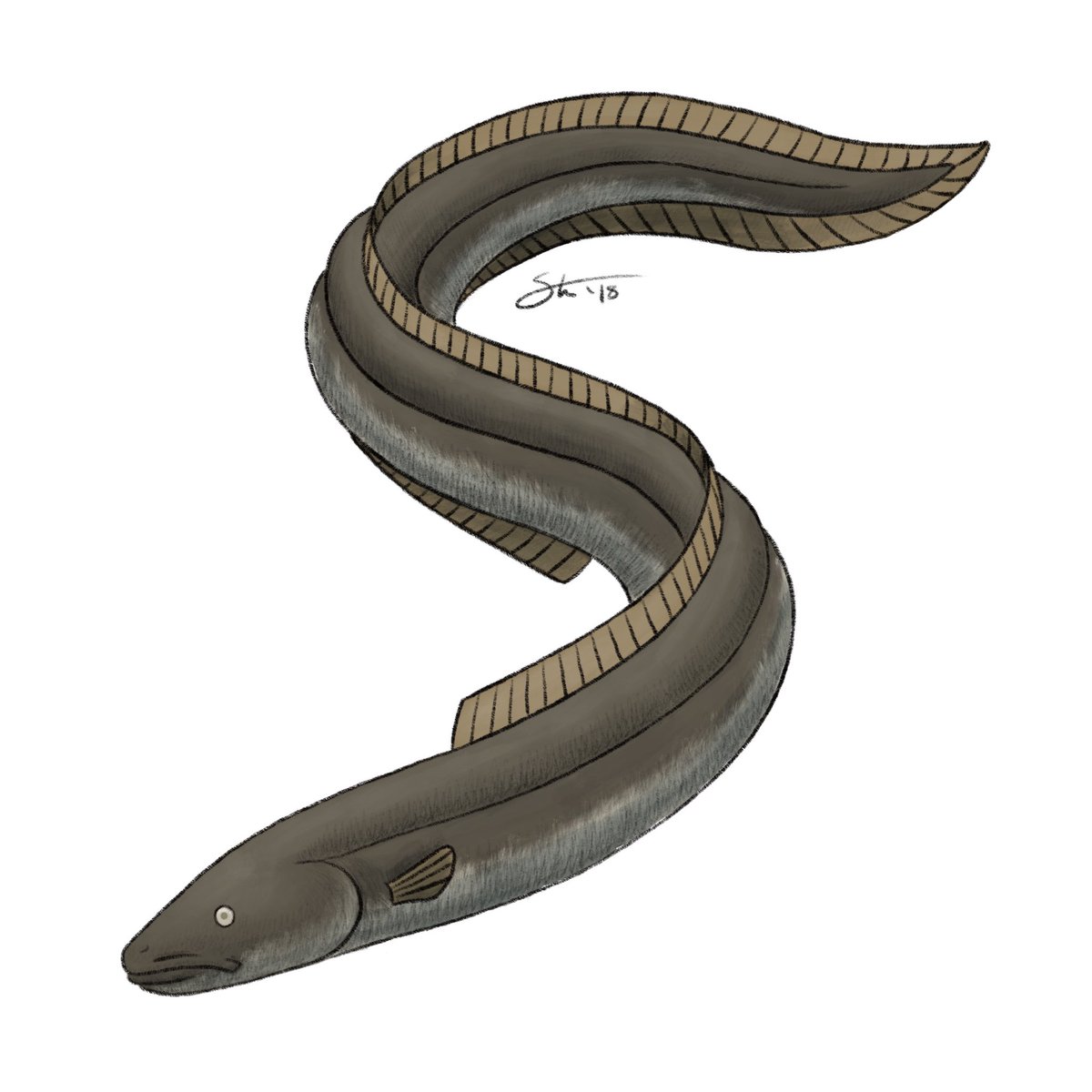 More plausible is the Super-Eel, a category containing at least 2 species of giant eel. Unfortunately, the main piece of evidence for this (a giant larva) didn’t pan out, but at least “big fish” is an easier concept to swallow than “whale trying to be a centipede”.