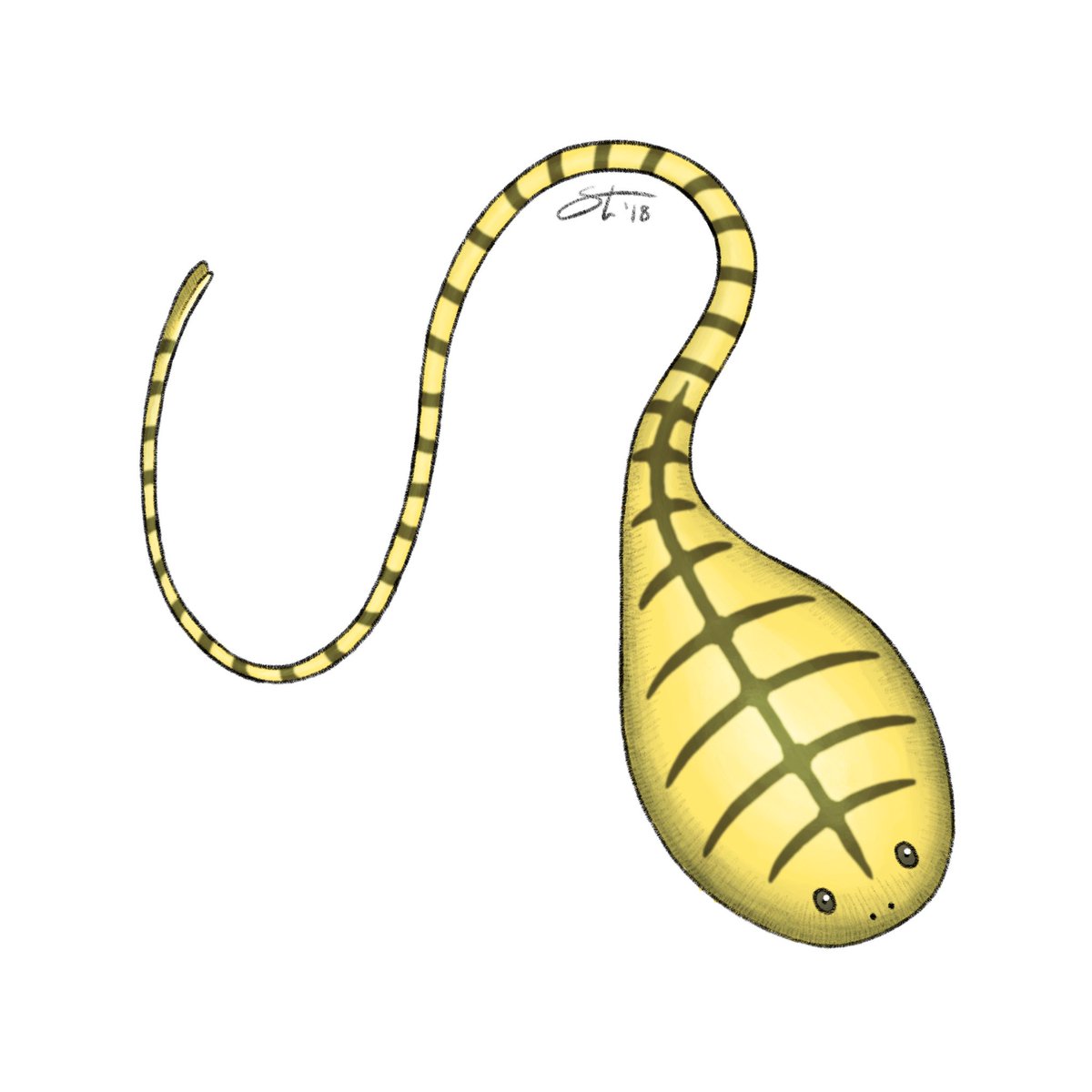 Second only to the Many-Finned in its weirdness, the last of Heuvelmans’ sea-serpents is the Yellow-Belly, a tadpole-shaped animal of indeterminate origin. This is another category that Heuvelmans ultimately discarded, a decision I think we can all agree was wise on his part.