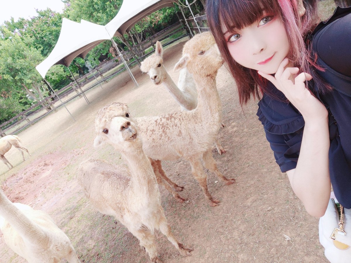 black1743331's tweet photo. 猫Vs羊駝
かわいい💓
おやすみ https://t.co/kpoBlggWQB