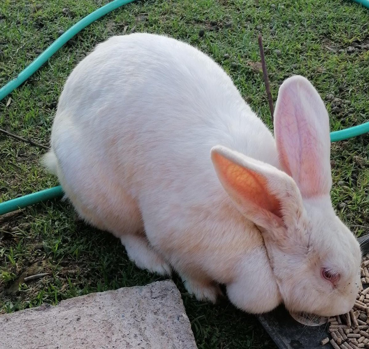 En adopción responsable y con seguimiento #Coneja hembra 1 año aprox . Info +56990432314