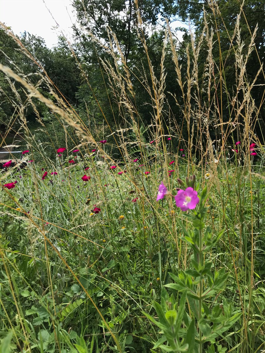 FromeMissingLnk's tweet photo. #Ecology update for July: The Spring flowers have long gone at Great Elm on the #ColliersWay, and while they are being replaced by very long grass, flowers can still be found in their midst. See more... https://t.co/E7WbCezhTI #Frome https://t.co/9dLRfUhZ35