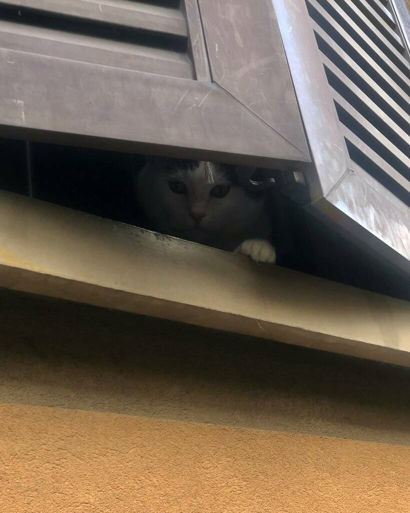 DiegoPet1980's tweet image. #findme #lookingyou #spy #spycam #kitty #cat #window #photography #streetphotography #bologna #darkbologna #italy instagr.am/p/CDCHzm7H4T7/