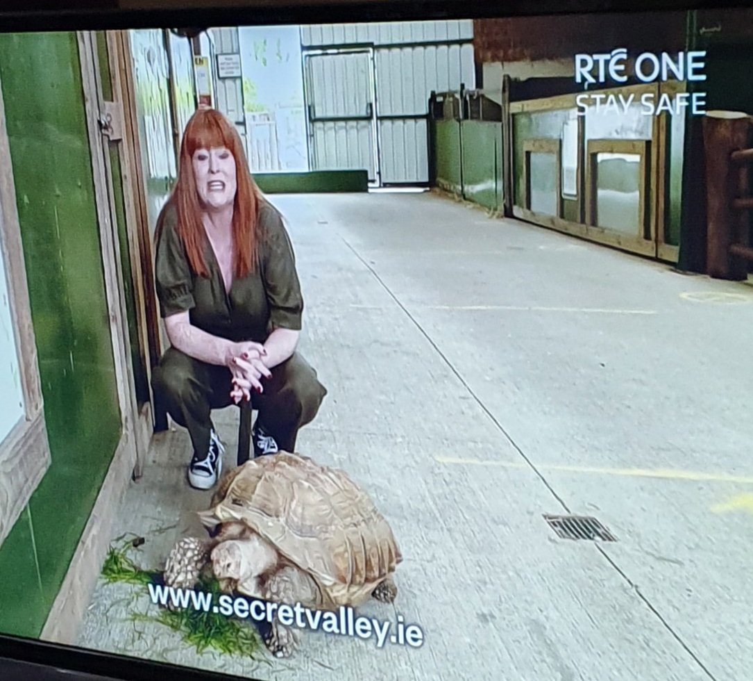 hiberniaroots's tweet photo. And there's Toby! @BlathnaidRua's fave! @secretvalleywp  #SaveSecretValley #irelandreopens # https://t.co/9Kzo1LrJQw