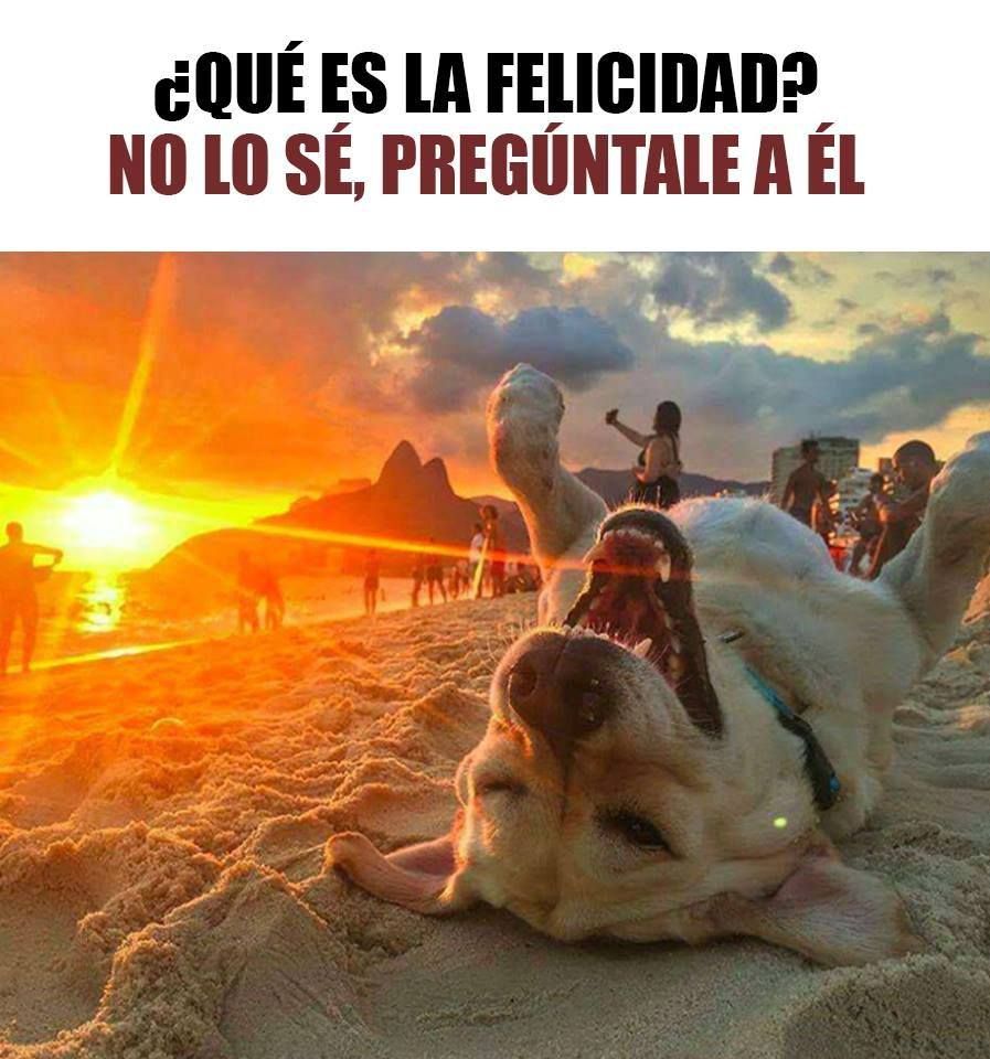 EcoInventos's tweet photo. Felicidad también es saber apreciar las cosas sencillas de la vida 💚 https://t.co/xyLHFhUEnt