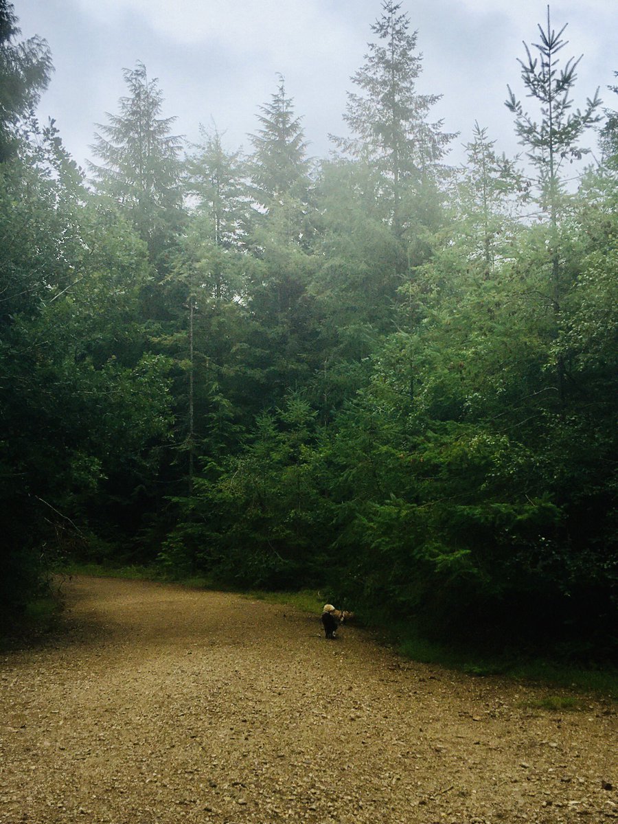 bryce_isobel's tweet photo. Felt like we were walking through a #TwinPeaks film set at times today - the weather, the towering trees, the isolation. Spooky. #TamarTrails #TamarValley #DevonCornwallBorder https://t.co/PfDPVgZsct