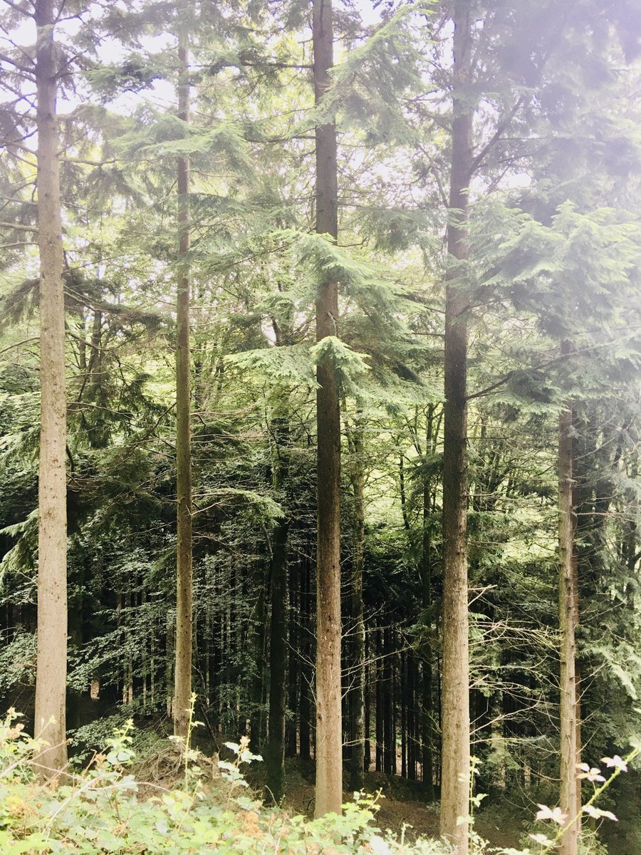 bryce_isobel's tweet photo. Felt like we were walking through a #TwinPeaks film set at times today - the weather, the towering trees, the isolation. Spooky. #TamarTrails #TamarValley #DevonCornwallBorder https://t.co/PfDPVgZsct