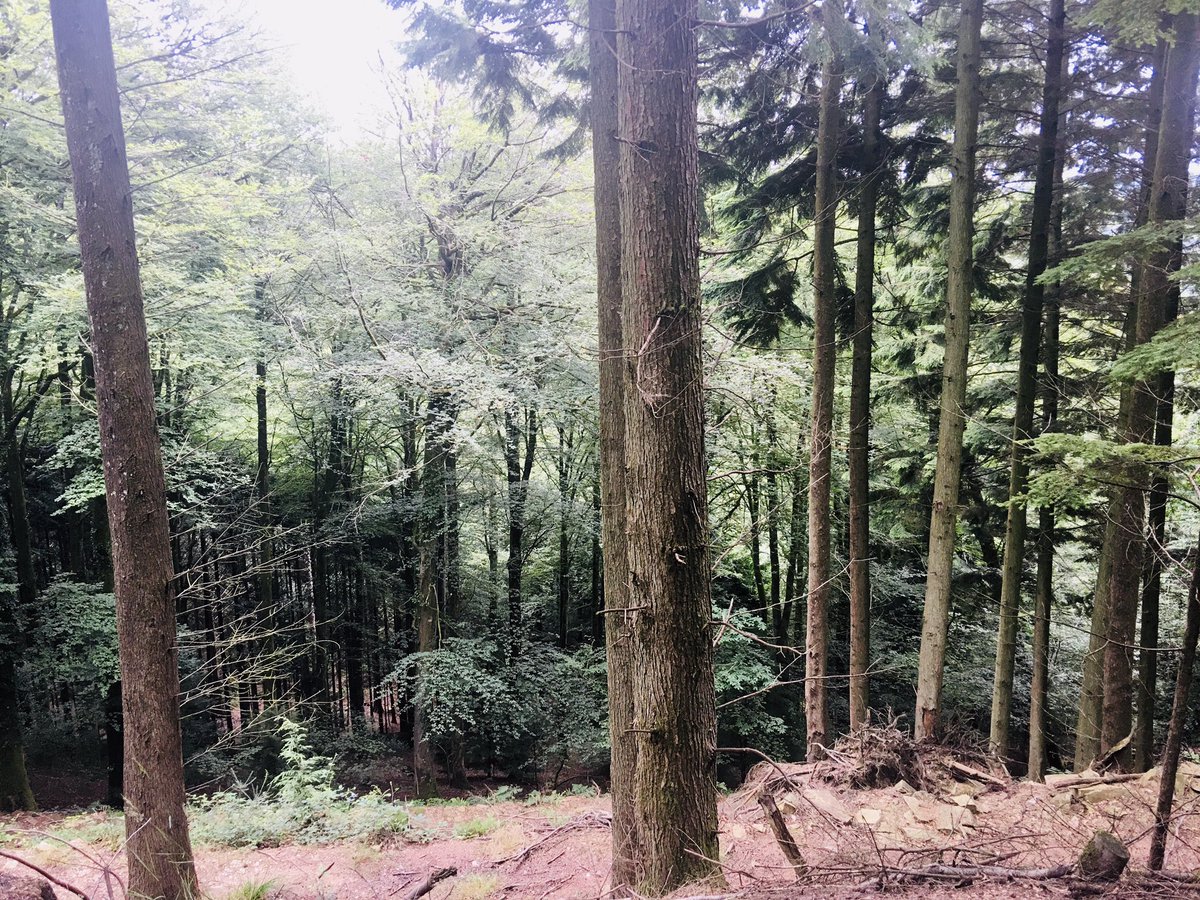 bryce_isobel's tweet photo. Felt like we were walking through a #TwinPeaks film set at times today - the weather, the towering trees, the isolation. Spooky. #TamarTrails #TamarValley #DevonCornwallBorder https://t.co/PfDPVgZsct