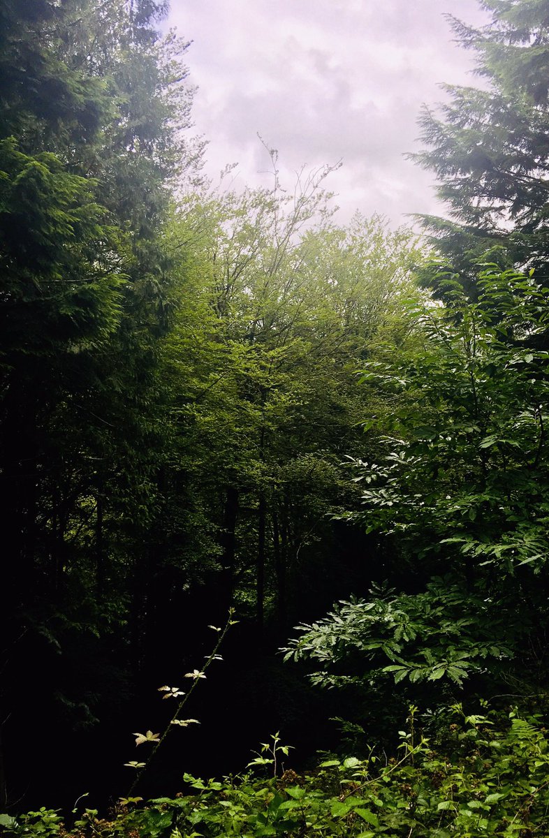 bryce_isobel's tweet photo. Felt like we were walking through a #TwinPeaks film set at times today - the weather, the towering trees, the isolation. Spooky. #TamarTrails #TamarValley #DevonCornwallBorder https://t.co/PfDPVgZsct