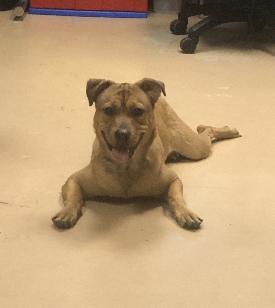 HALORSQ's tweet photo. Larry is an adorable pup under a year old. He’s potty trained, leash trained and good with other dogs. Of your’d like to meet Larry please apply online https://t.co/WJcS1C3d1d #adoptme #adoptadog #petsforadoption #phoenixdogs https://t.co/ODDdbpu8d1