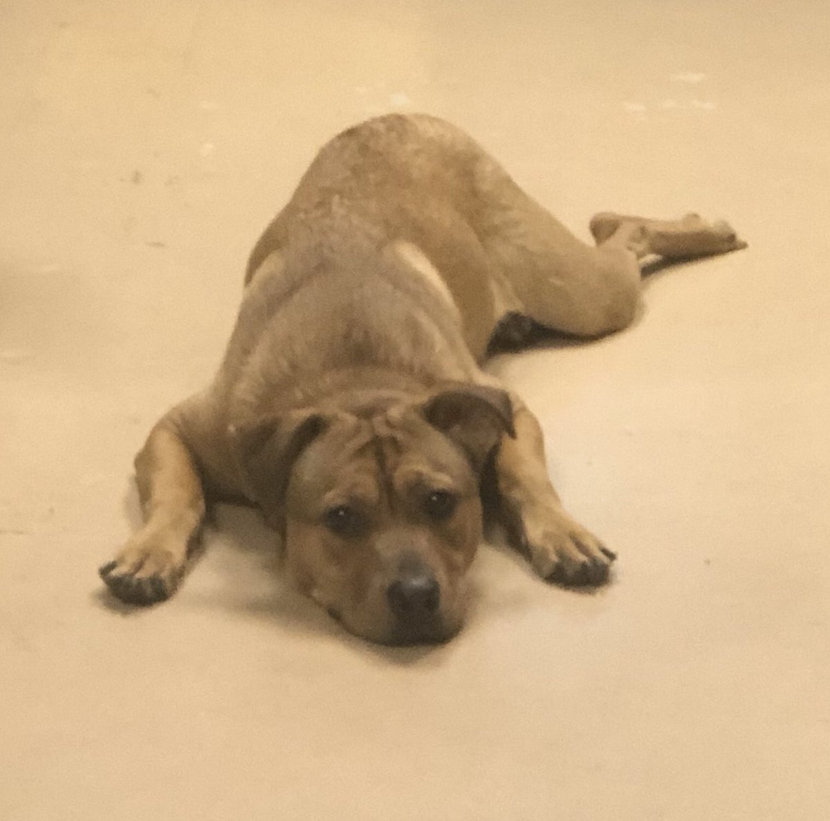 HALORSQ's tweet photo. Larry is an adorable pup under a year old. He’s potty trained, leash trained and good with other dogs. Of your’d like to meet Larry please apply online https://t.co/WJcS1C3d1d #adoptme #adoptadog #petsforadoption #phoenixdogs https://t.co/ODDdbpu8d1