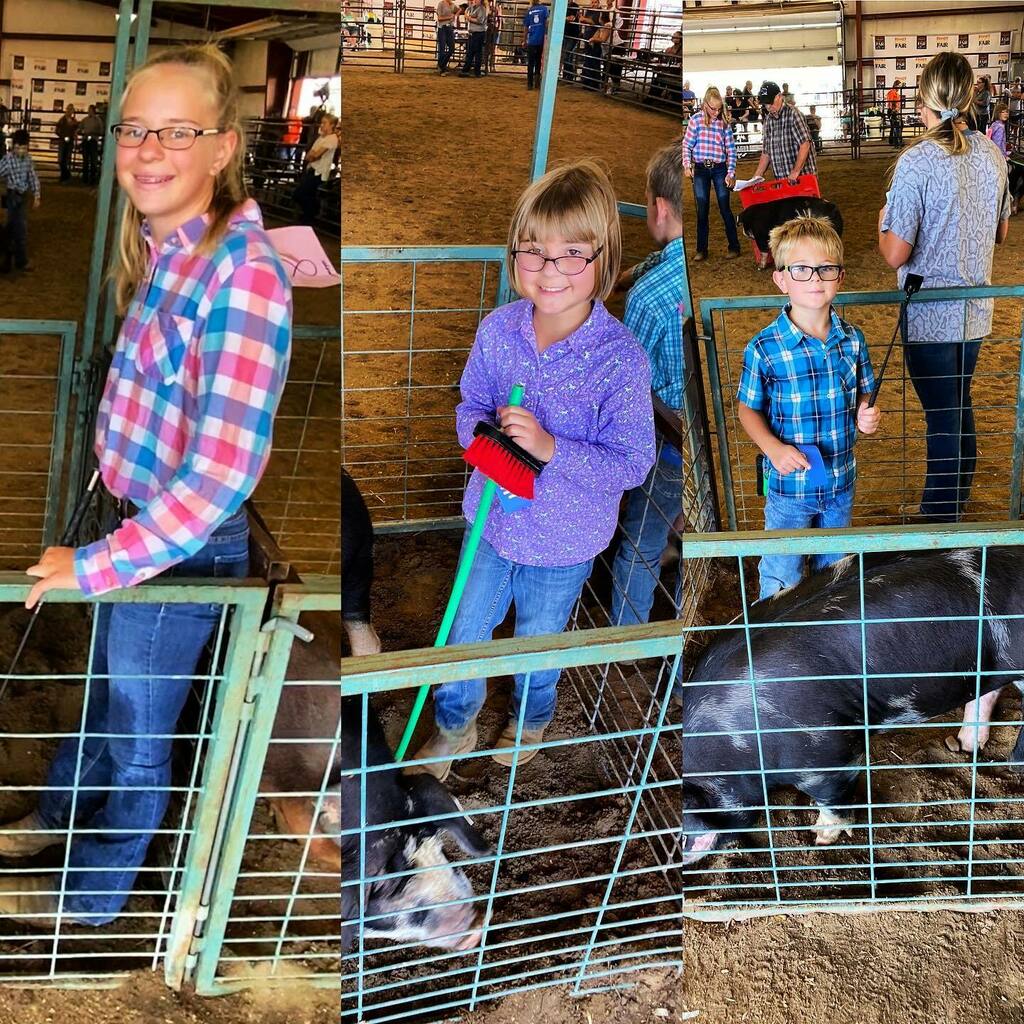 lobiwan512's tweet photo. Pig show. https://t.co/VQjZXzzJb0 https://t.co/Gt7N50eDQM