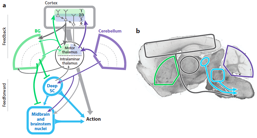 6/ We used all the arrows to illustrate where all this continuous modulation fits into larger networks for action control, with rodent brain as an example. Feedforward control of midbrain/brainstem is a larger, more direct influence than the oft-studied feedback loop to cortex