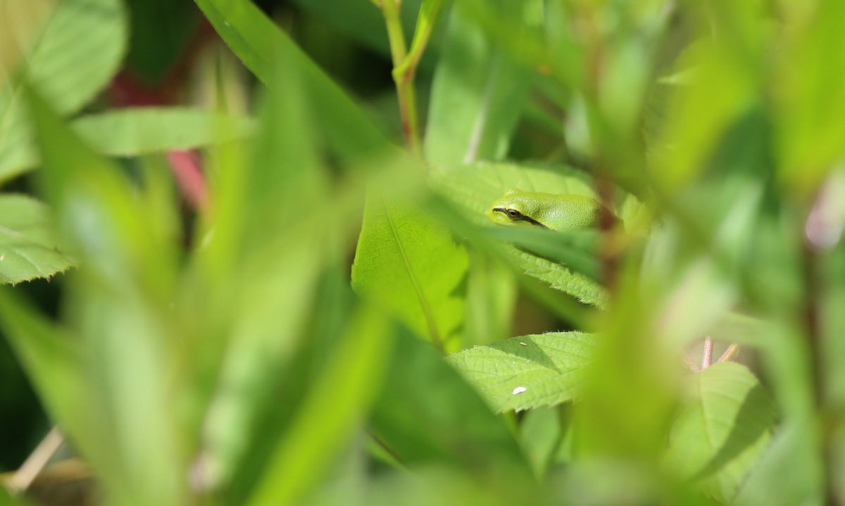 jurgen_vds's tweet photo. so beautiful and small....
#Boomkikker #HylaArborea
#EuropeanTreeFrog
#Beekvallei #Merkske
#Staatsbosbeheer #NatuurenBos #Natuurpunt
#BorderNetherlandsBelgium https://t.co/DnYgDy40H7