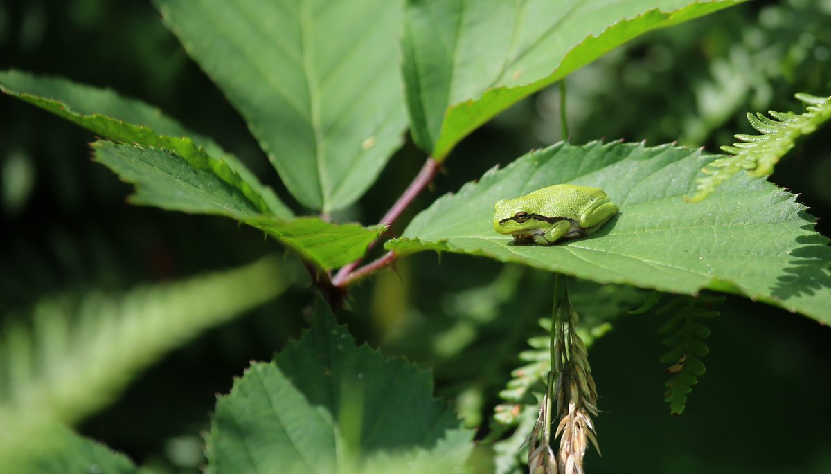 jurgen_vds's tweet photo. so beautiful and small....
#Boomkikker #HylaArborea
#EuropeanTreeFrog
#Beekvallei #Merkske
#Staatsbosbeheer #NatuurenBos #Natuurpunt
#BorderNetherlandsBelgium https://t.co/DnYgDy40H7