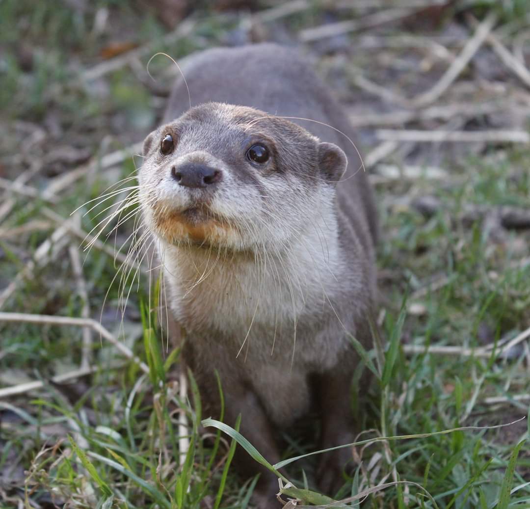secretvalleywp's tweet photo. Thank you everyone. Hope you enjoyed @RTENationwide Here are some cute animals you can see when you visit - If you want to help #SaveSecretValley here is the link. You can get annual passes and sponsorship for a discounted price here https://t.co/FvLuZjPRvs https://t.co/auXCdLjQrP