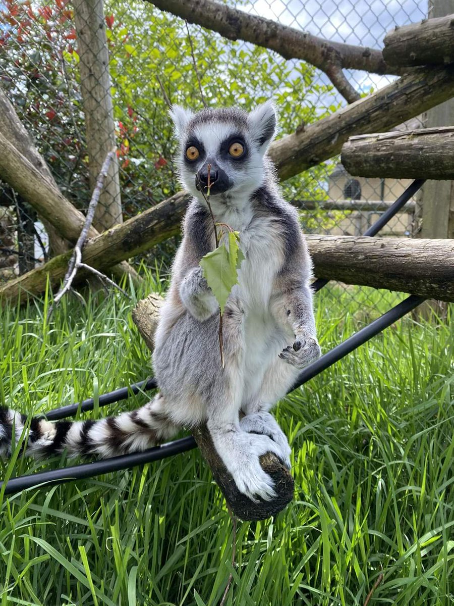secretvalleywp's tweet photo. Thank you everyone. Hope you enjoyed @RTENationwide Here are some cute animals you can see when you visit - If you want to help #SaveSecretValley here is the link. You can get annual passes and sponsorship for a discounted price here https://t.co/FvLuZjPRvs https://t.co/auXCdLjQrP