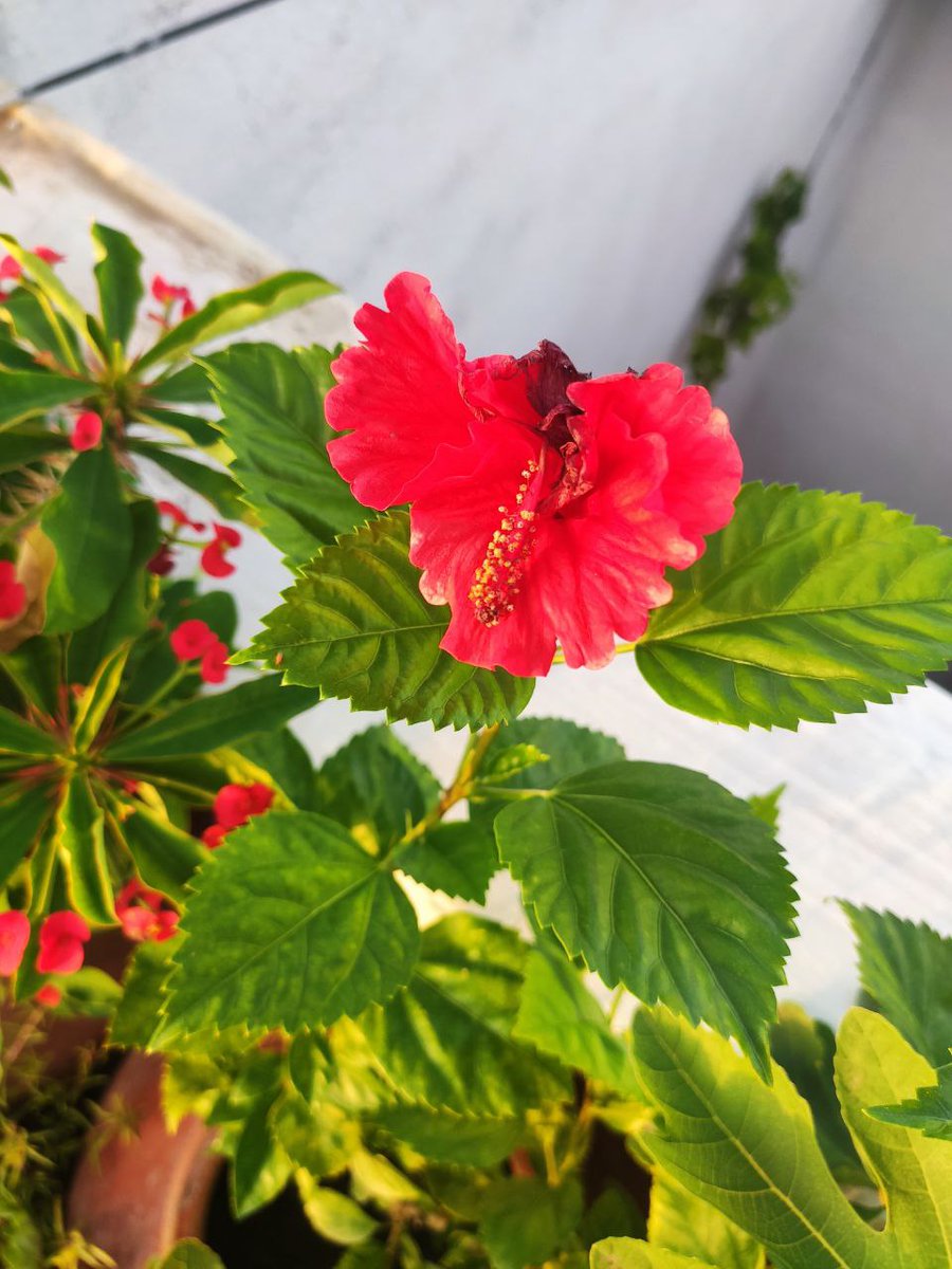Pr_eminence's tweet image. This Android phones vs iPhone camera debate has been annoying me for a while now.

Drop your best shots with the device used, let&apos;s all compare.

Xiaomi Mi 9T shot these
#androidvsios #photography