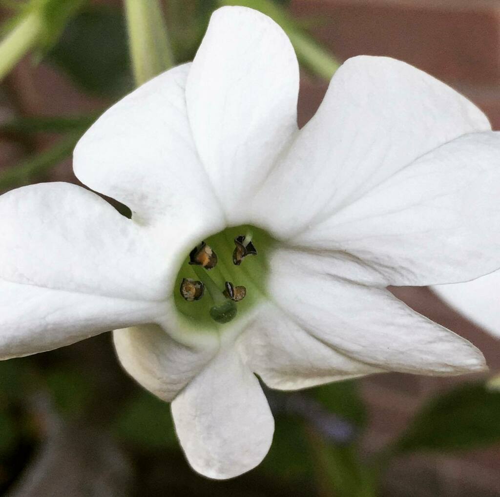 timofnewbury's tweet photo. Nicotiana #ludwigfilter https://t.co/9dqKHDf2aG https://t.co/TFXT3zM6aa