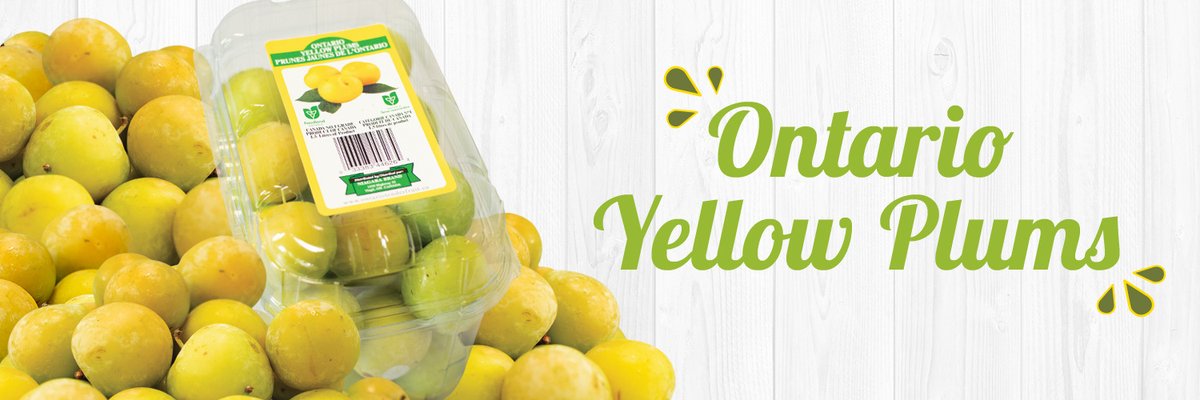 FarmBoy's tweet photo. A little taste of #plum sunshine in stores this week. #Local Yellow Plums have arrived and are ready for picking!
This & more weekly specials in our latest #FreshFlyer: https://t.co/VQ6qohKO4Z https://t.co/IXT9WKCmZ6