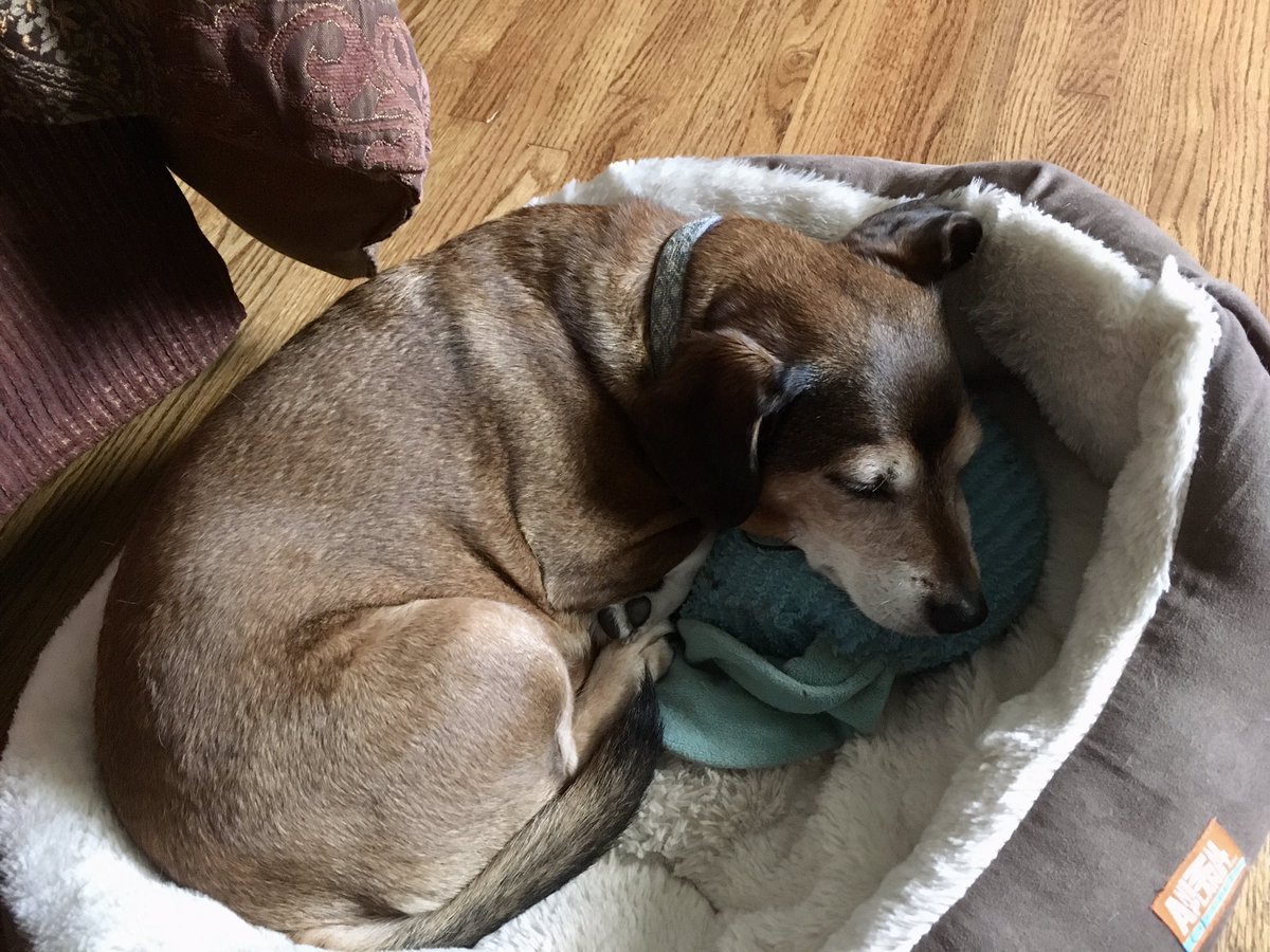 JayBenefield's tweet photo. Dad, I'm bored. Do you have any more calls today? #dogsoftwitter #dogsofbham #wfh https://t.co/b7LewVD7lW