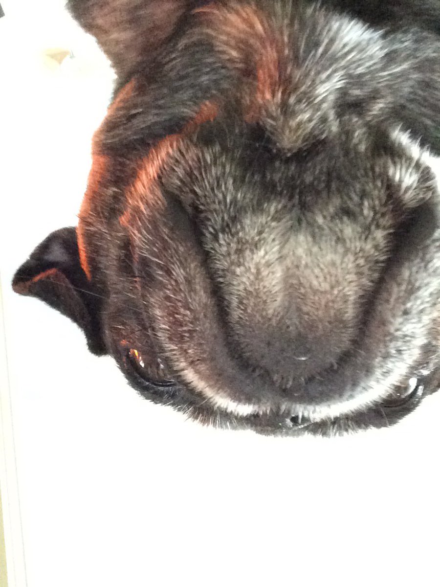 Hector_Shar_Pei's tweet photo. If you’re a sossidge in my dinner bowl this could be the last thing you ever see, it’s the stuff of nightmares! There’ll be little chipolatas crying themselves to sleep tonight after seeing this. https://t.co/SBSmoVzEEC