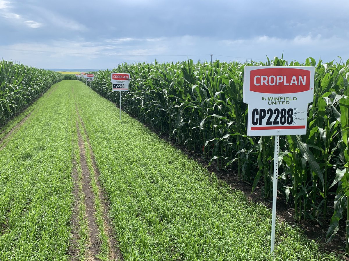 The corn in Boissevain looks awesome! Great job <a href="/DoubleDiamondAg/">Double Diamond</a> thanks to you and <a href="/ccccarch/">Darryl Albrecht</a> your trial looks really impressive! #fieldfriday #croplan